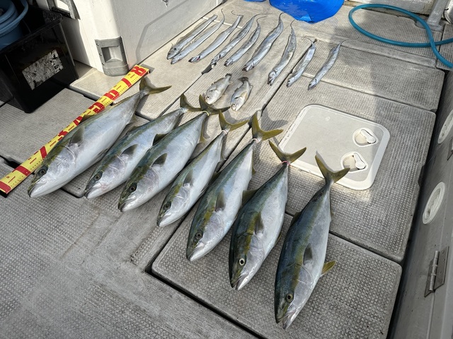 ブリ・ハマチ(ブリ)・メジロ(ブリ)・シログチ・タチウオ