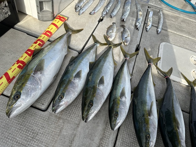 ブリ・ハマチ(ブリ)・メジロ(ブリ)・シログチ・タチウオ