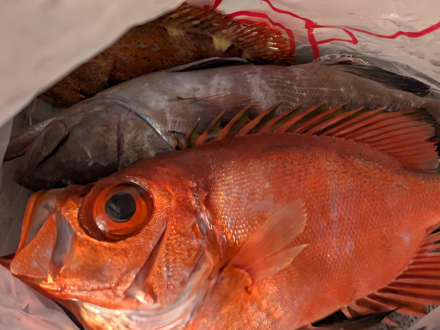 キントキ(チカメキントキ)