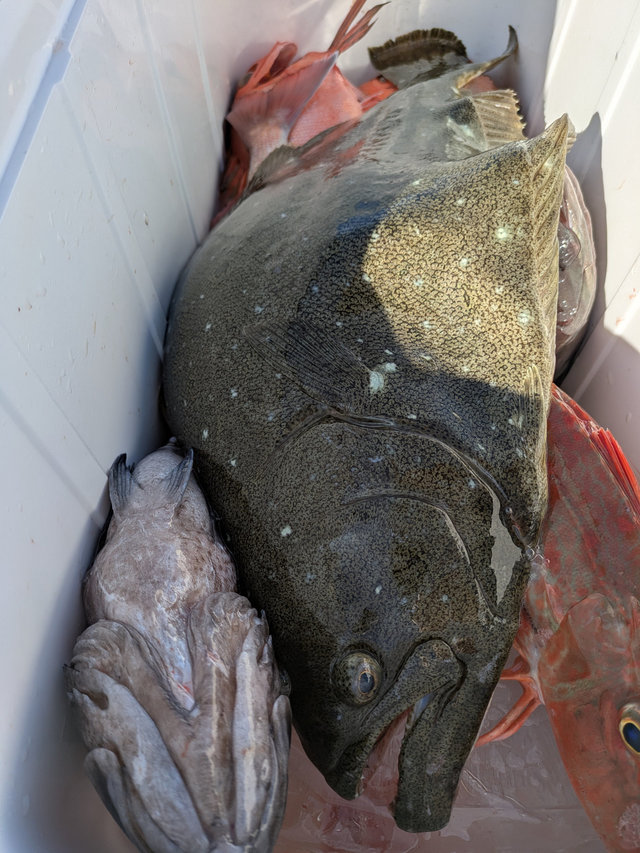 キントキ(チカメキントキ)・ホウボウ・ヒラメ