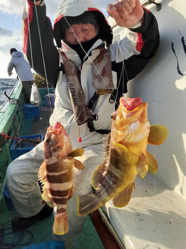 アオナ(アオハタ)