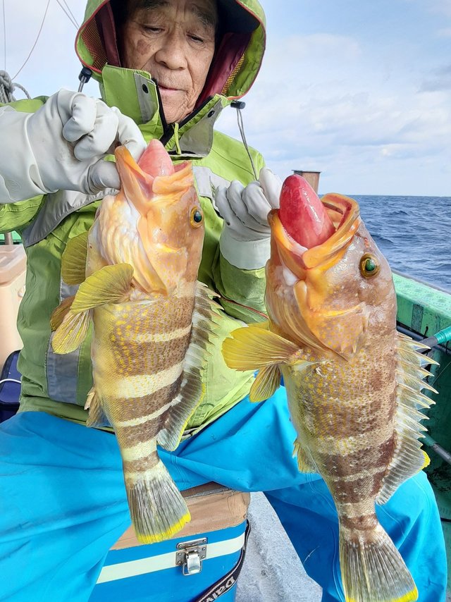 アオナ(アオハタ)