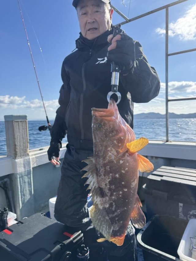 アコウ(キジハタ)