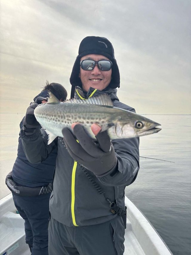 サゴシ(サワラ)