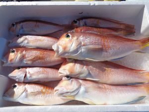 アマダイ(アカアマダイ)