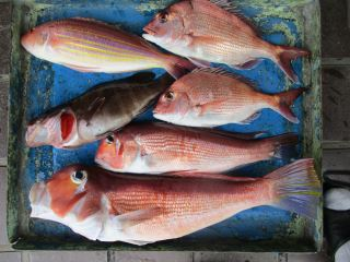 マダイ・アマダイ(アカアマダイ)・イトヨリ(イトヨリダイ)