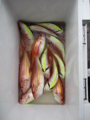 イトヨリ(イトヨリダイ)