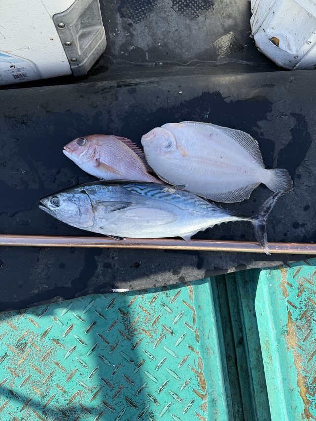 ヤイトカツオ(スマ)