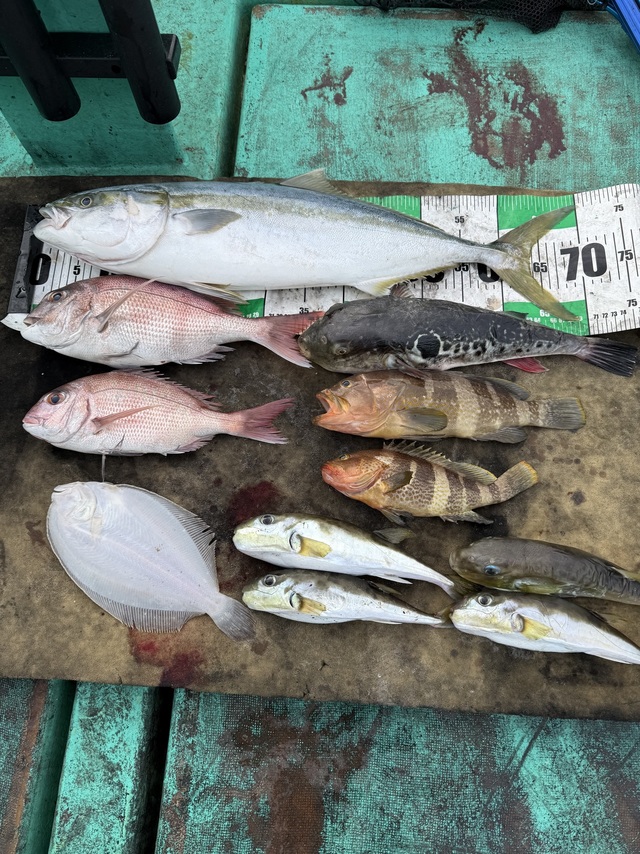 タイ(マダイ)・ワラサ(ブリ)・トラフグ