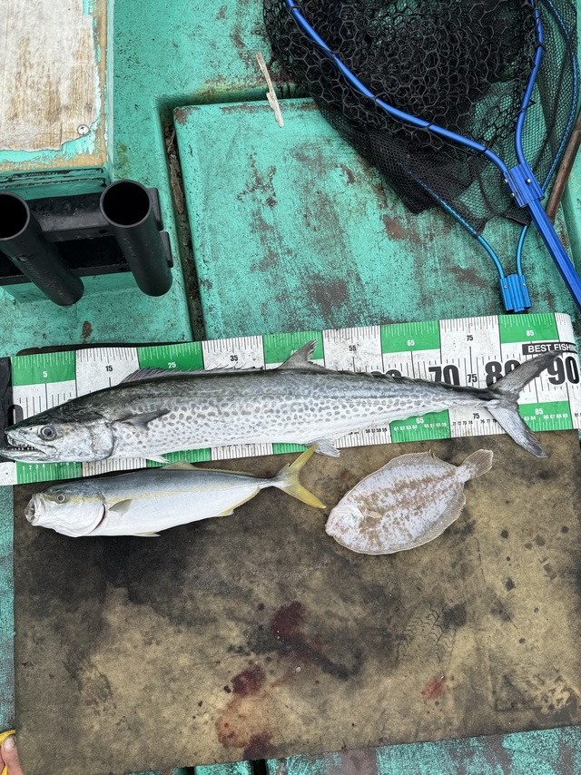 イナダ(ブリ)・サワラ