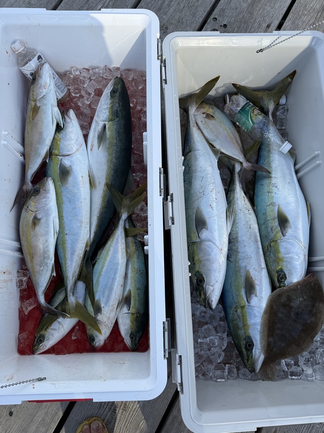 イナダ(ブリ)・ワラサ(ブリ)・シオ(カンパチ)