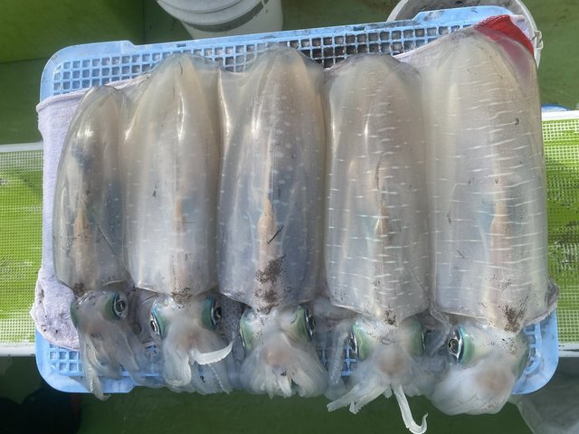 アオリ(アオリイカ)