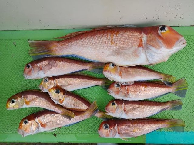 アマダイ(アカアマダイ)