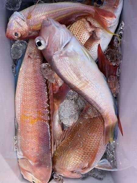 マダイ・アマダイ(アカアマダイ)・イトヨリ(イトヨリダイ)