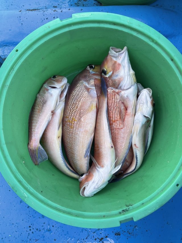 アマダイ(アカアマダイ)