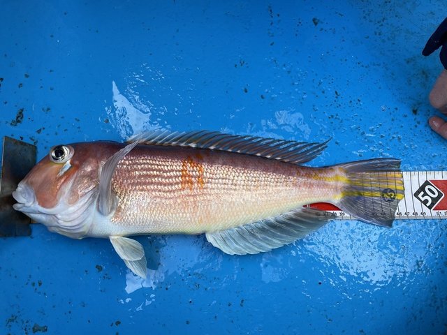 アマダイ(アカアマダイ)