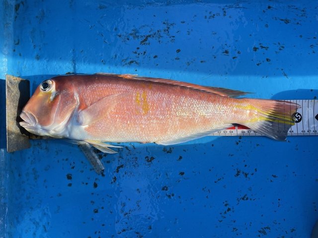 アマダイ(アカアマダイ)