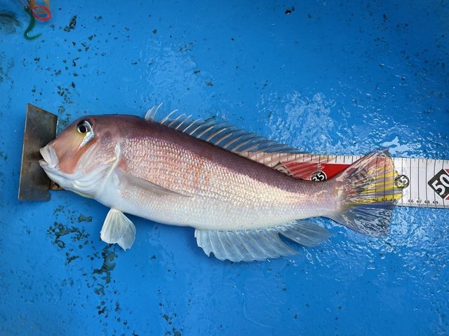 アマダイ(アカアマダイ)