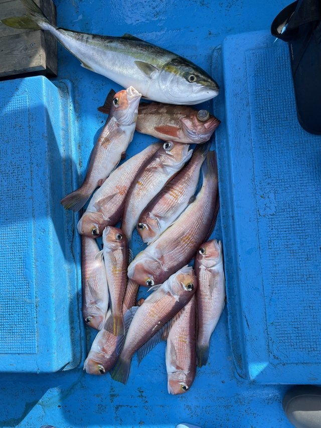 アマダイ(アカアマダイ)