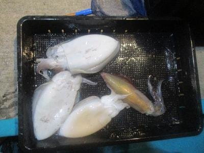 モンゴウイカ(カミナリイカ)