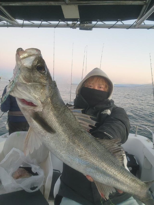 シーバス(スズキ)