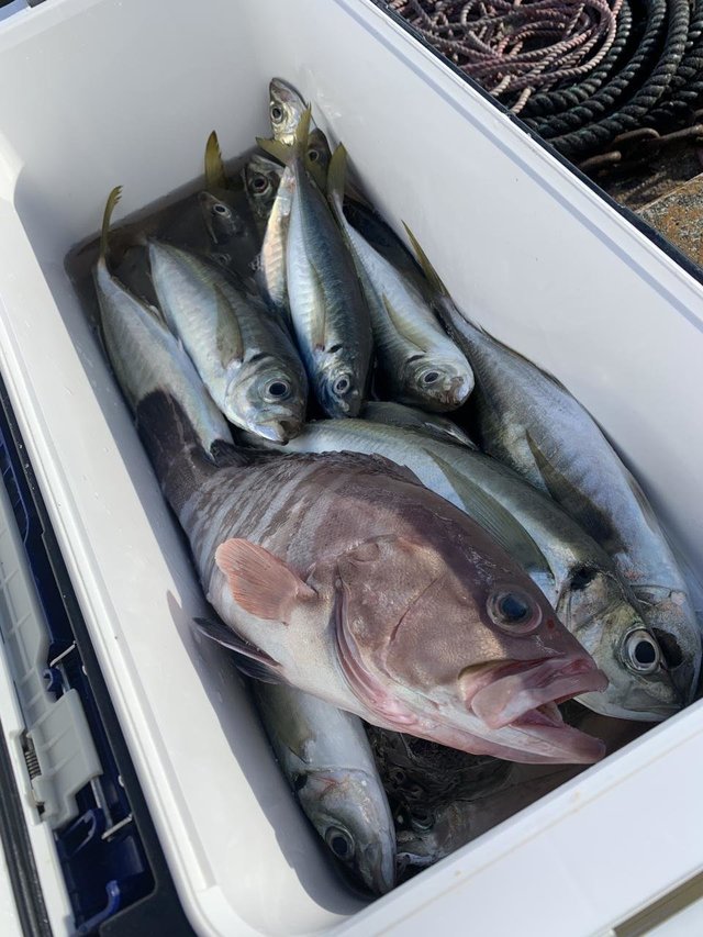 マハタ・アジ(マアジ)・サバ(マサバ)