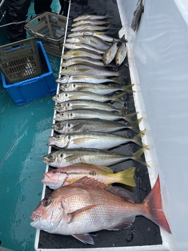 マダイ・マアジ