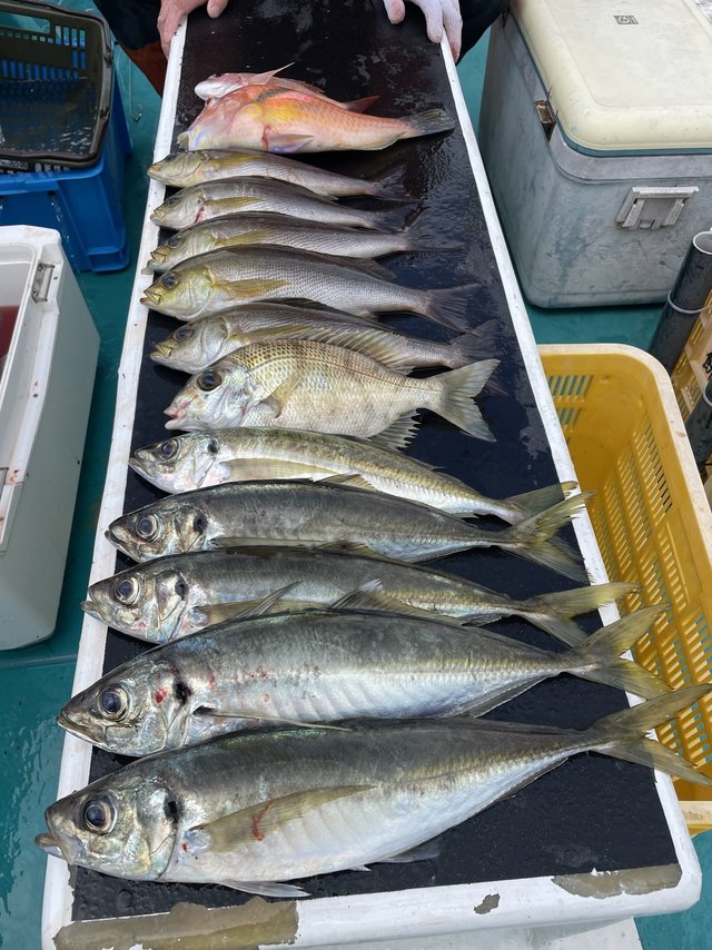 マダイ・マアジ・メイチダイ