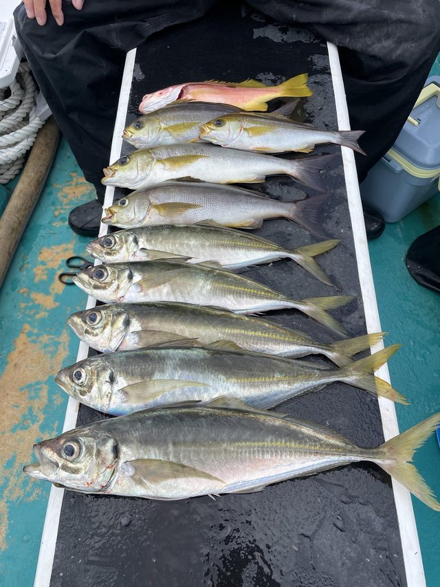 マダイ・マアジ