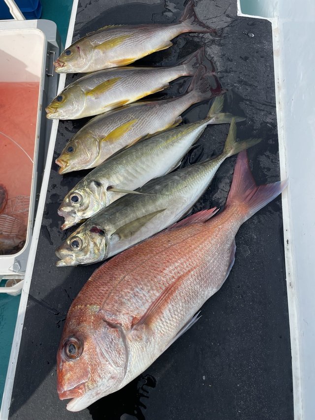 マダイ・マアジ