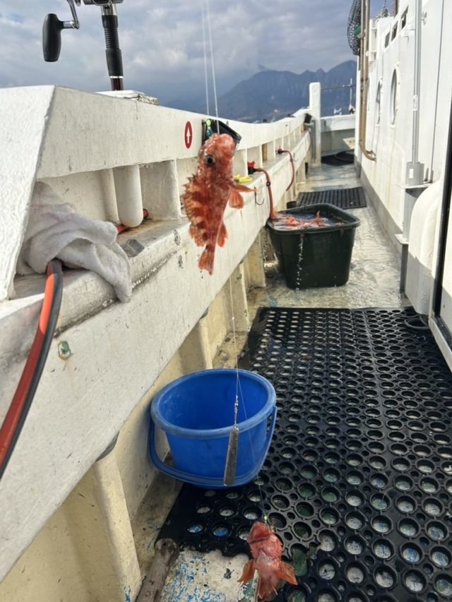 アラカブ(カサゴ)