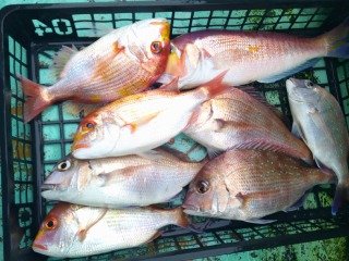 マダイ・レンコダイ(キダイ)・アマダイ(アカアマダイ)