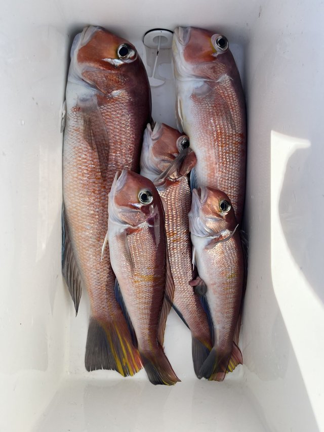 アマダイ(アカアマダイ)