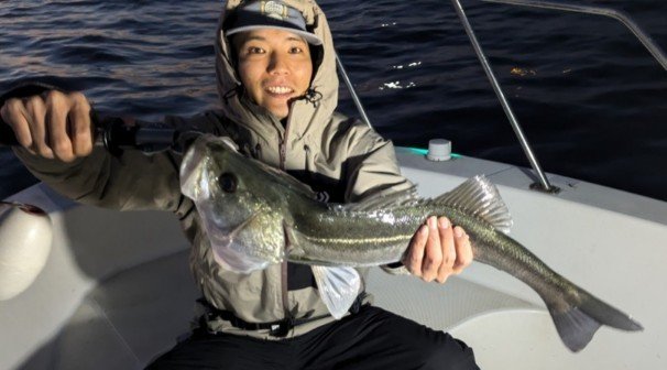 シーバス(スズキ)