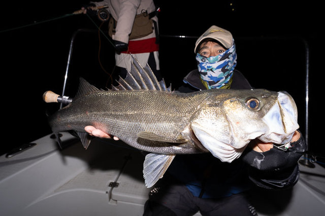 シーバス(スズキ)