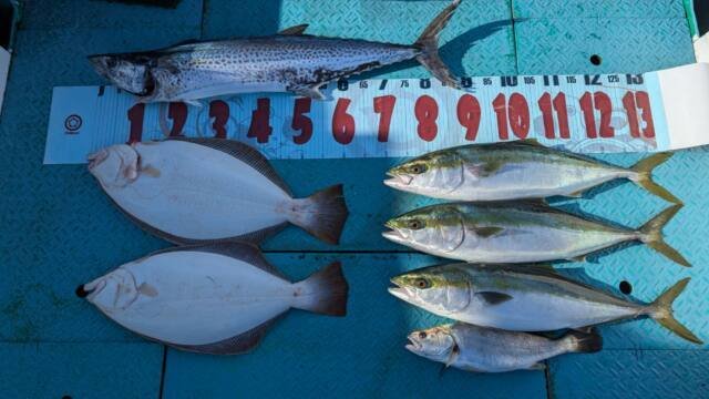 ワラサ(ブリ)・シログチ・サワラ・ヒラメ