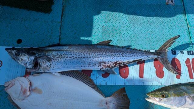 サワラ・ヒラメ