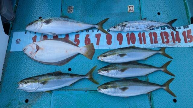 ブリ・ワラサ(ブリ)・サワラ・ヒラメ