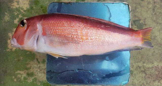 アマダイ(アカアマダイ)