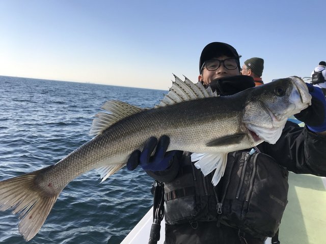 シーバス(スズキ)