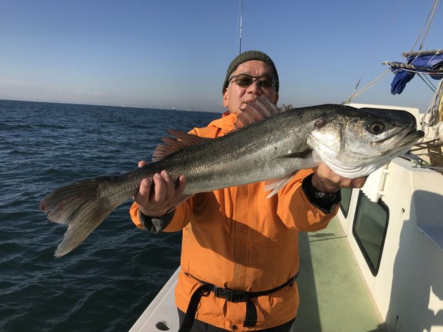 シーバス(スズキ)