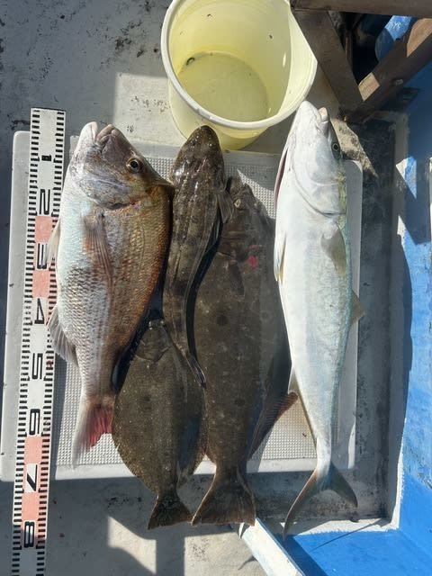 マダイ・ブリ・マゴチ・ヒラメ