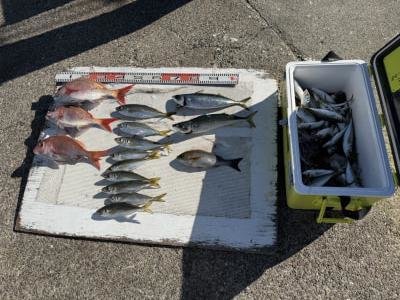 マダイ・ヘダイ・マアジ・イサギ(イサキ)