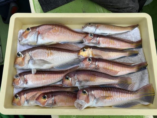 アマダイ(アカアマダイ)・キアマダイ