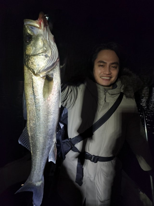 シーバス(スズキ)