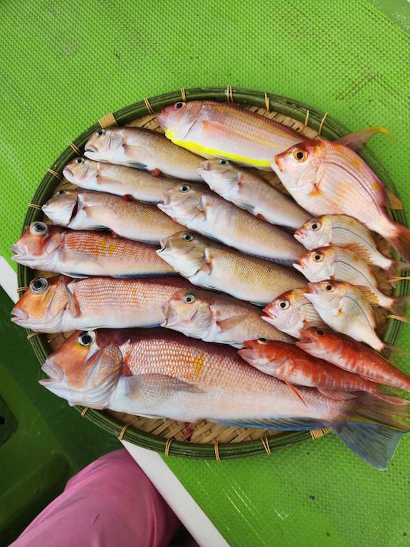 アマダイ(アカアマダイ)・イトヨリ(イトヨリダイ)・アカボラ(ヒメコダイ)