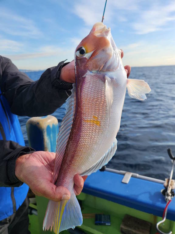 アマダイ(アカアマダイ)