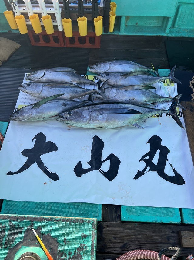 ビンチョウマグロ(ビンナガ)