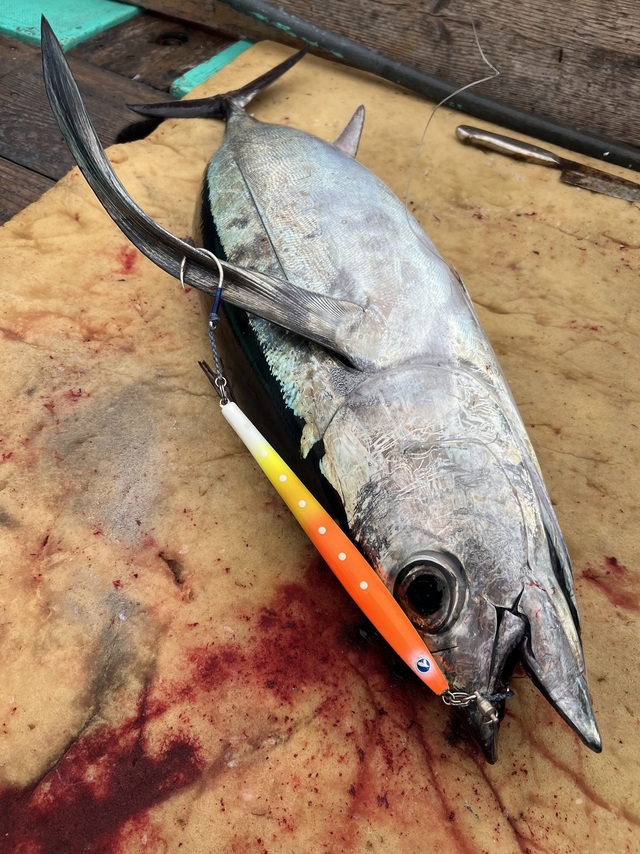 ビンチョウマグロ(ビンナガ)