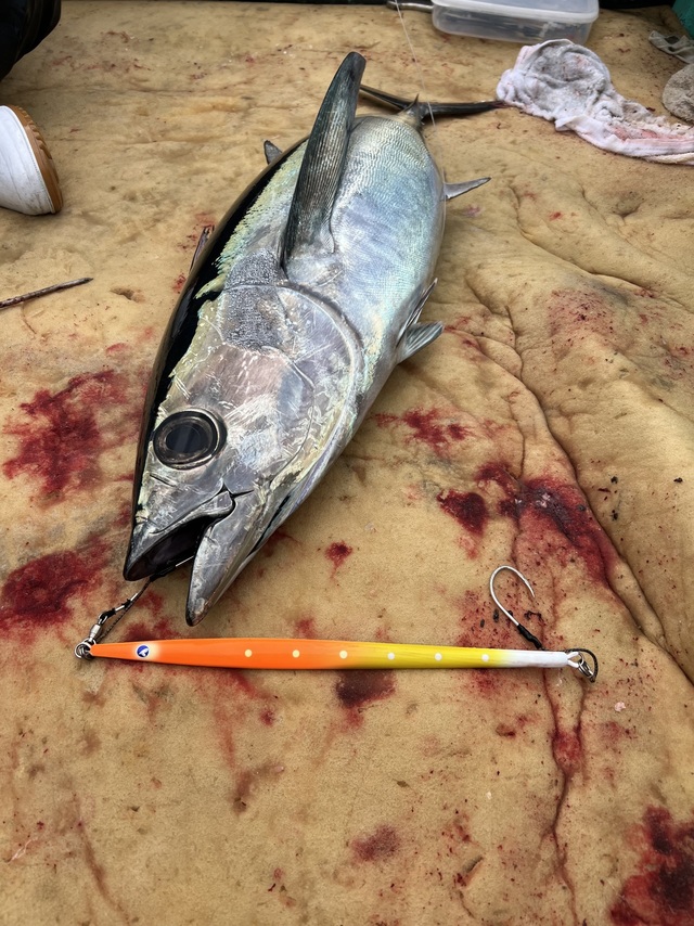 ビンチョウマグロ(ビンナガ)